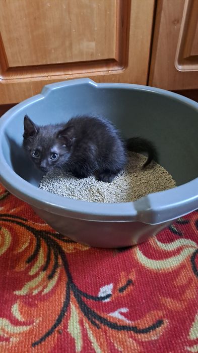 Котенок Шоколадка, кошка