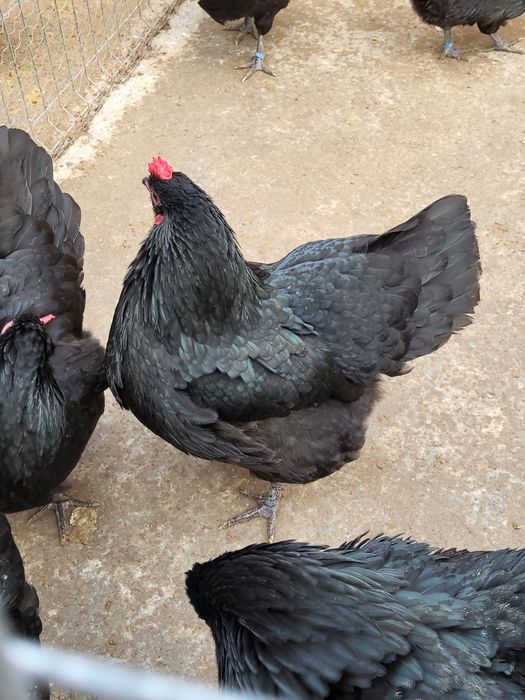 Pui din rasa Australorp