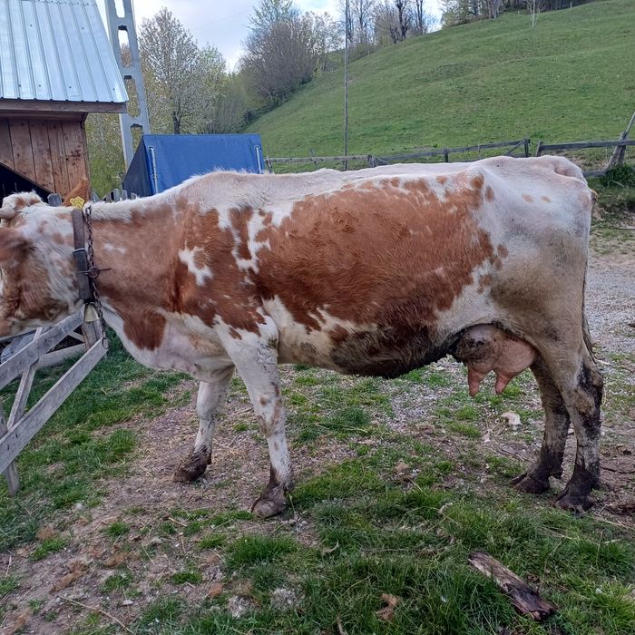Vând vaca bălțată