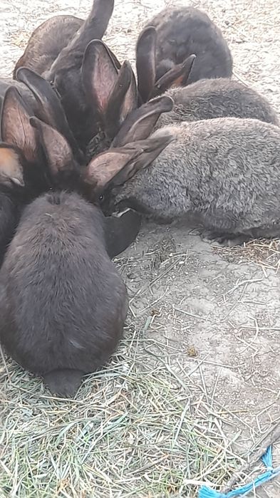 Se vinde 10 epuri uriaș german