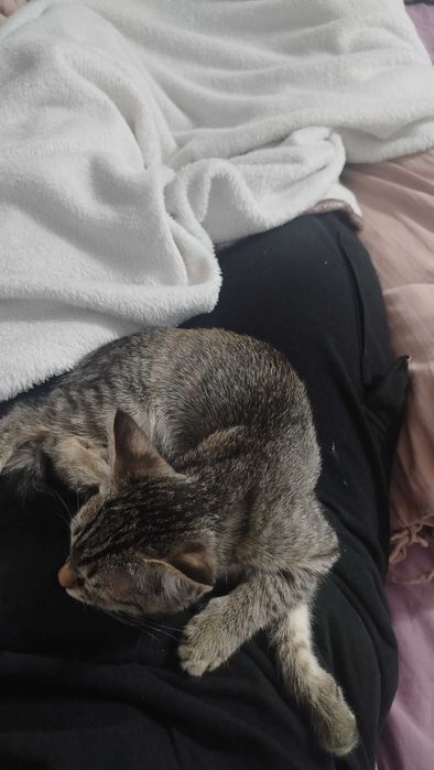 Отдаем котёнка в хорошие руки!