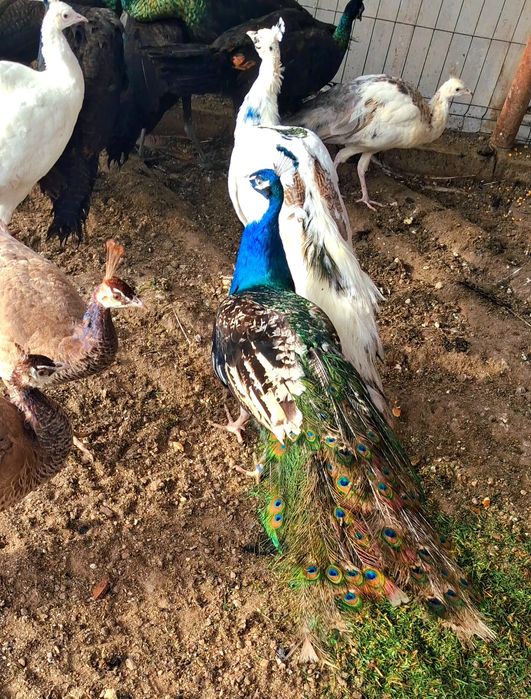 Mascul paun umăr negru purtător de ochi alb  !