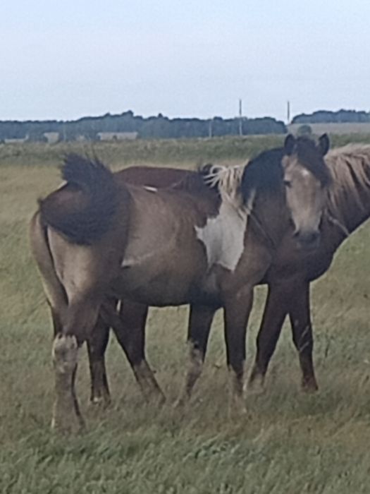 Сатамын айғырды .продам жеребца