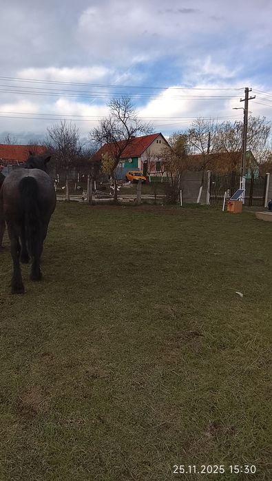 Vând manza de 3 ani jumate