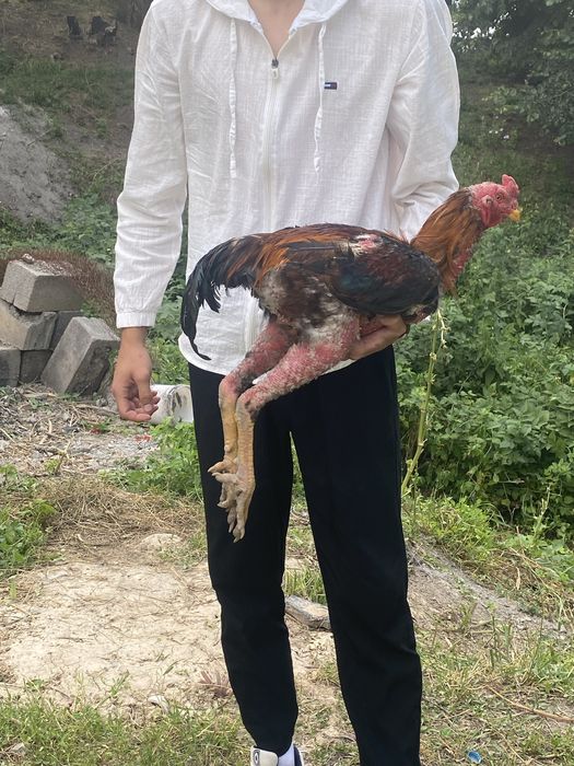 Продам дакан петуха