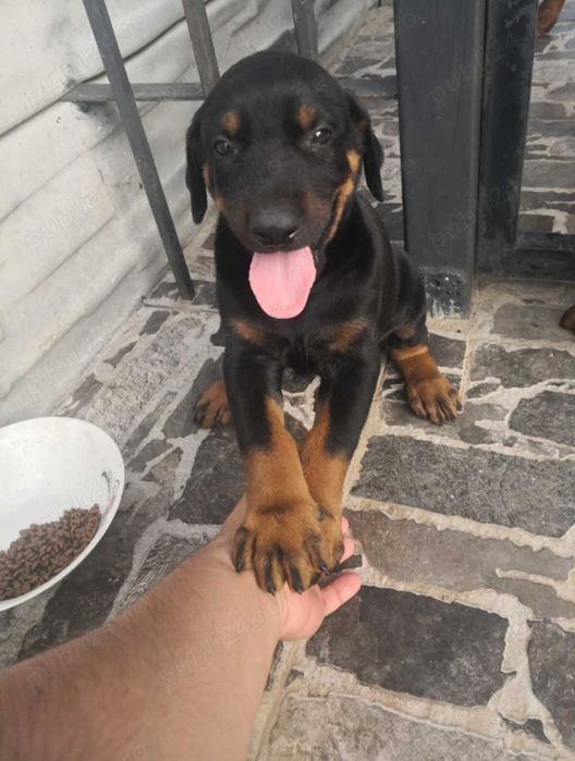 Doberman căței...