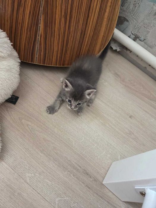 Котята маленьки красивые