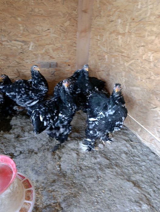 Pui și găini brahma
