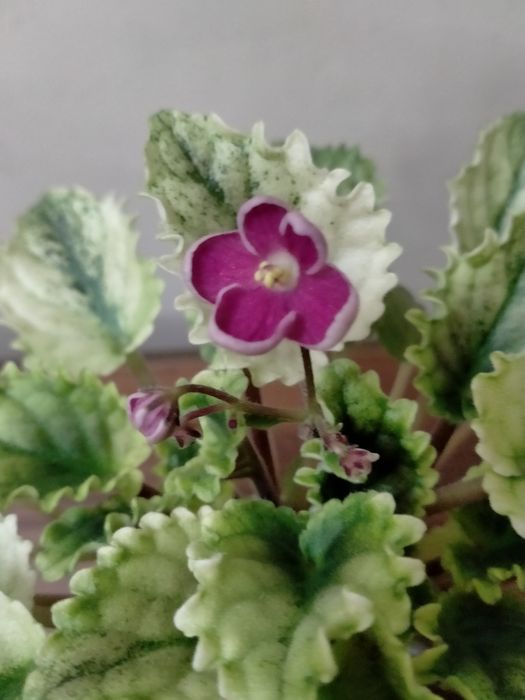 Продам    фиалку