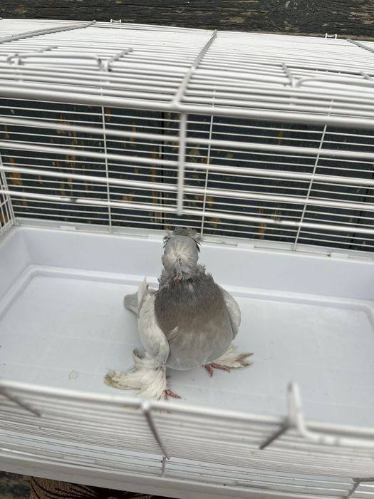 Продаётся пепельный