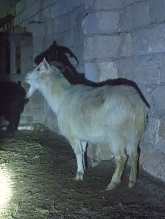 Ешкі бар сатылатын