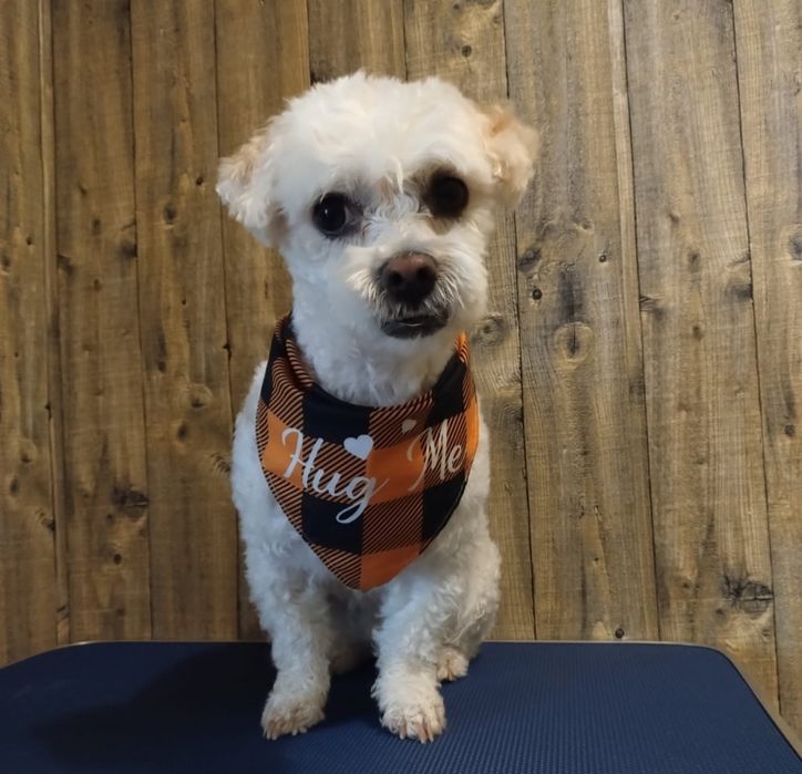 Tund catei mici la domiciliul clientului