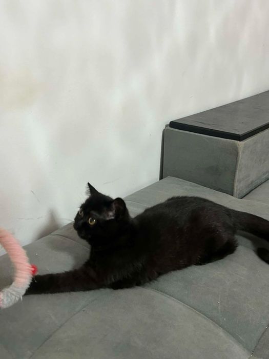 Шотландска котка