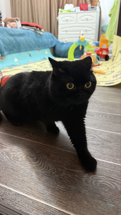 Отдадим в добрые руки