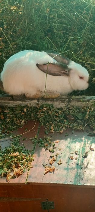Vând pui uriaș de Transilvania în vârstă de 2 luni și o sapt