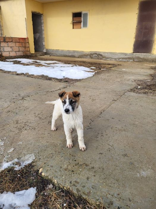 Девочки помесь охраницы