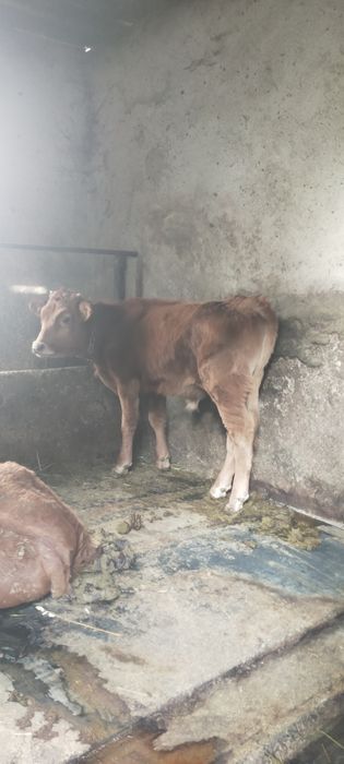 Продам бычка мощного 6 месецев