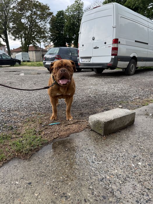 Dog de bordeaux / Дог от бордо / Френски мастиф