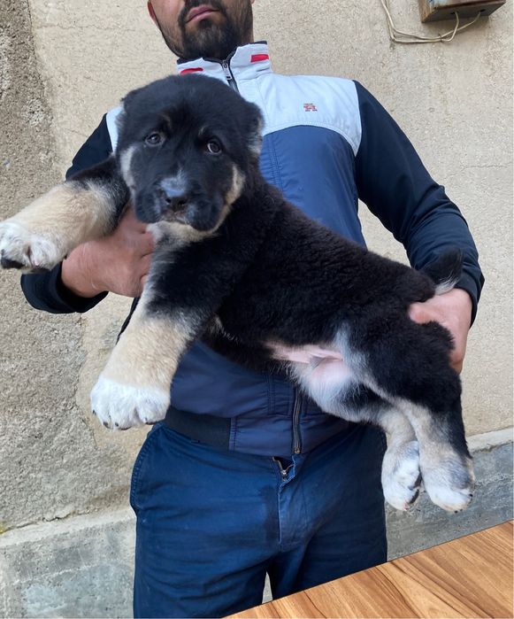 Щенок Алабая Супер Гигант ) чистокровный