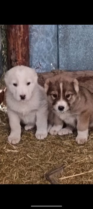 Алабай күшіктер 3-ұрғашы тяж