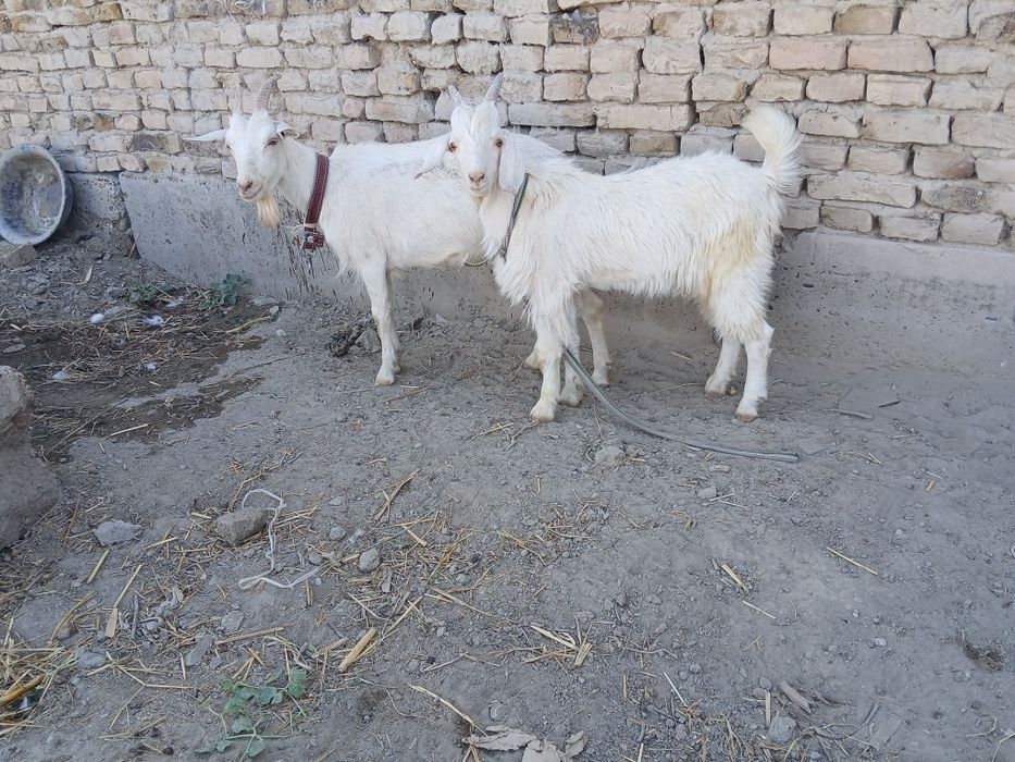 Parrandalar sotiladi