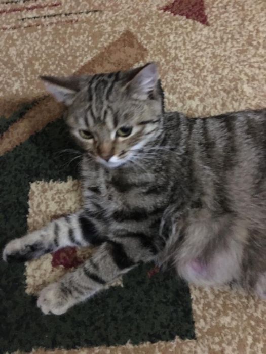 Подобрали кошечку очень добрую