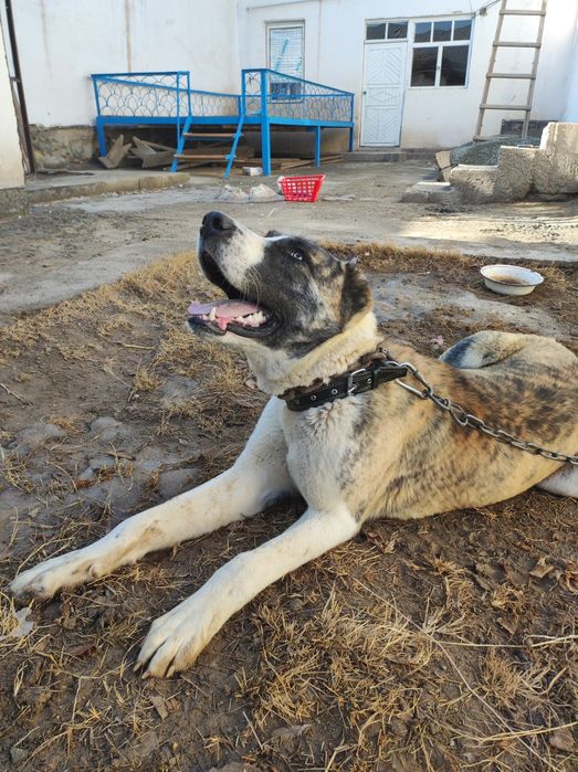 Алабай сатылады срочно