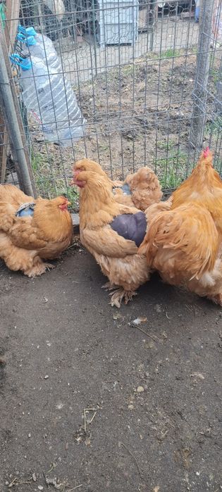 Pui oua brahma hd uriaș, cochinchina bobat, negru, galben,  calitate