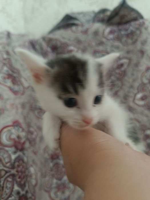 Мыргаулар, котята