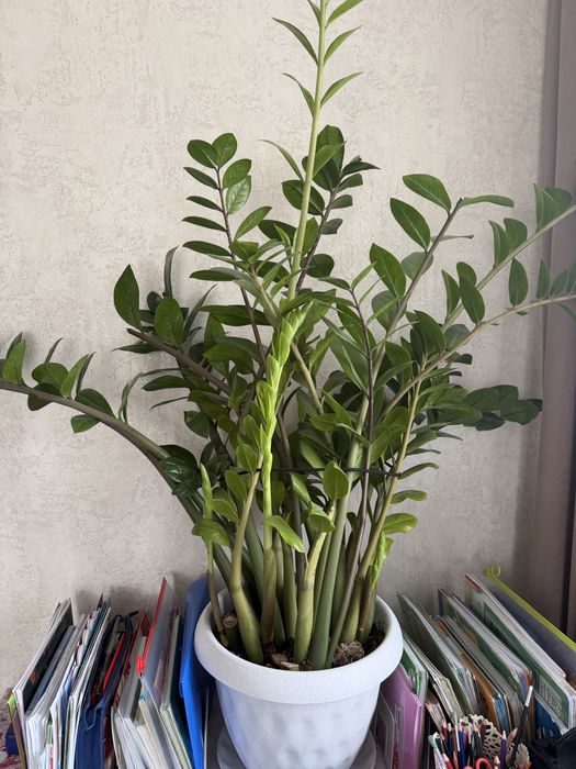 Долларовое дерево