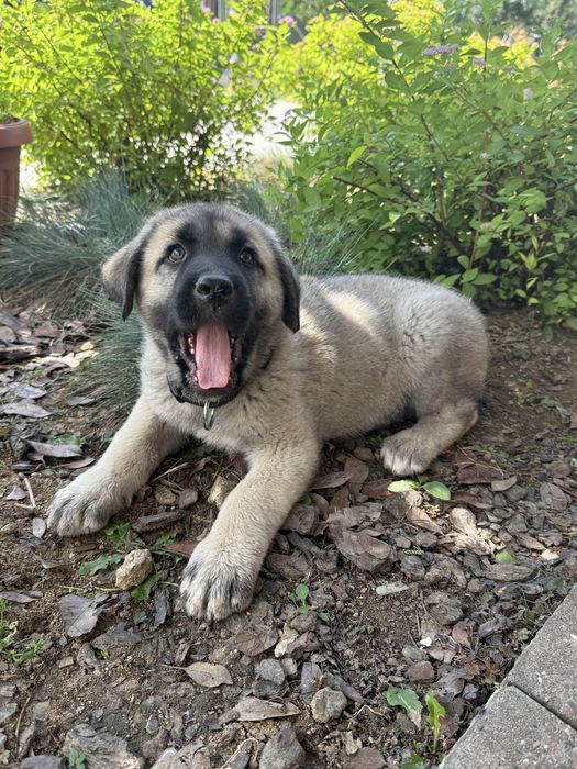 Кангал / Kangal Турция