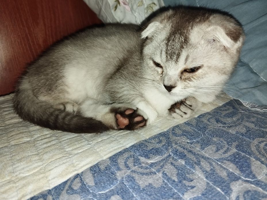 Котёнок скоттиш фолд девочка шиншилла