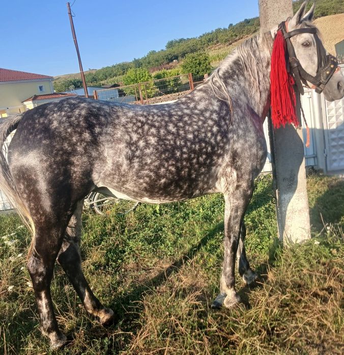 Iapă de .vânzare