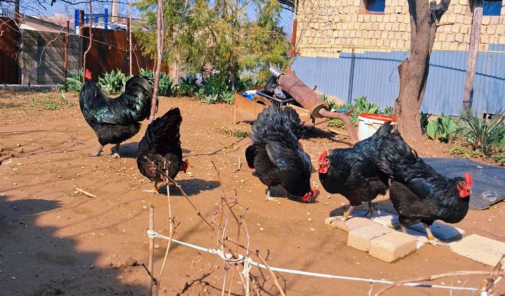 Чёрный Австралорп жұмырткасы бар.