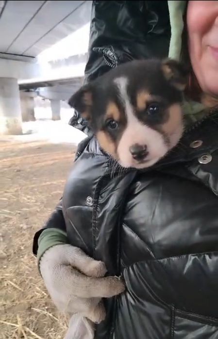 Отдам щенков в добрые руки