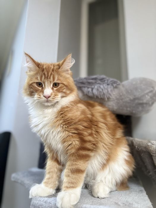 Maine Coon baietel EXTRA PUPACIOS!