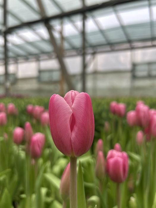 Тюльпаны оптом.