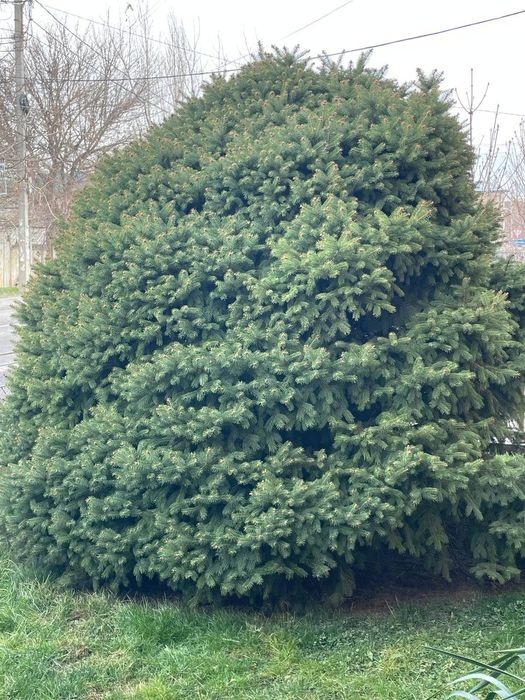 Арчалар сотилади