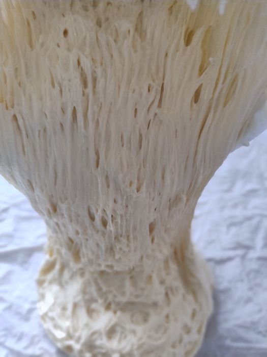 Vand maia activa proaspata si uscata