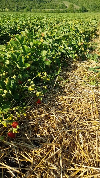 Разсад ягоди Клери