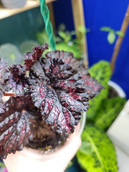 Бегония разных сортов