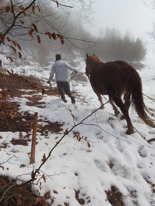 Se vinde iapă de 4ani