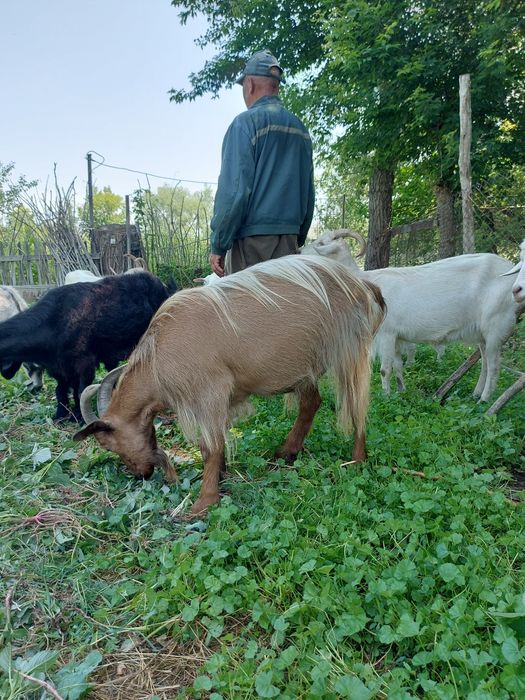 Продам молодых дойных коз.