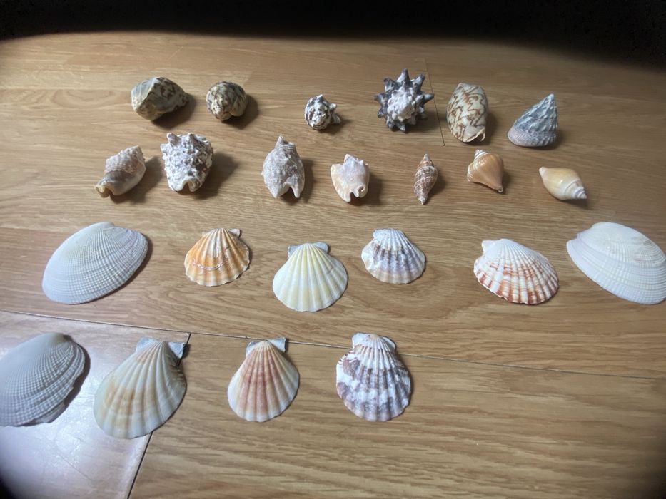 черупки от морски рапани и мидени черупки.
