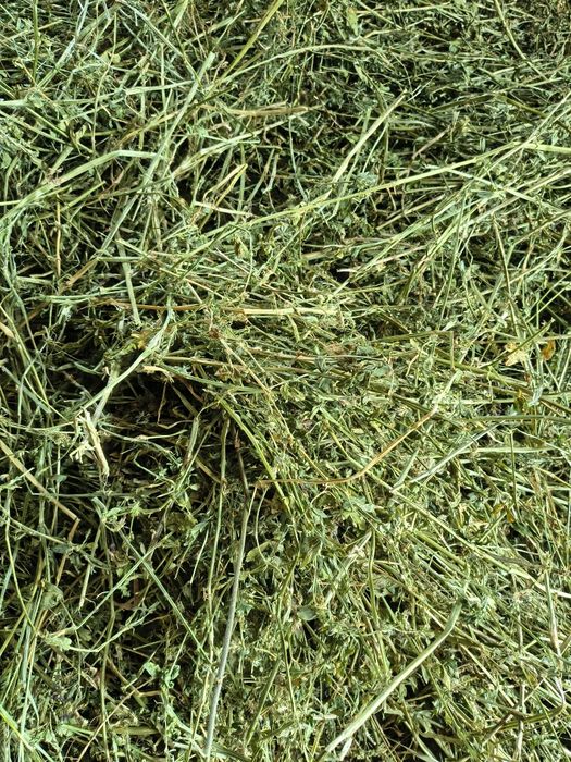 Lucerna balot 2026