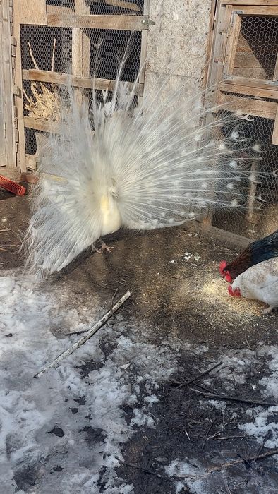 Vînd sau schimb mascul 4ani