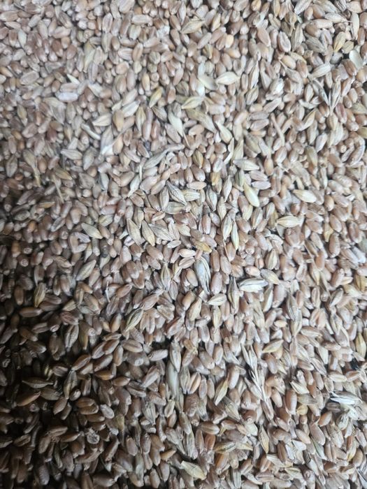 Сұлының сабанын сатамын жем сатамын