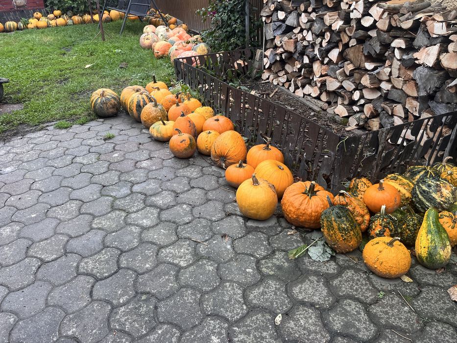 Dovleac , bostan , lubeniță , Halloween