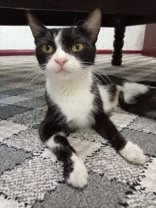 Mushuklar, onasi va 2 ta bolasi