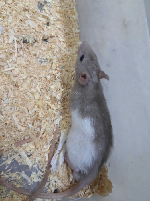 Крысики мальчики девочки